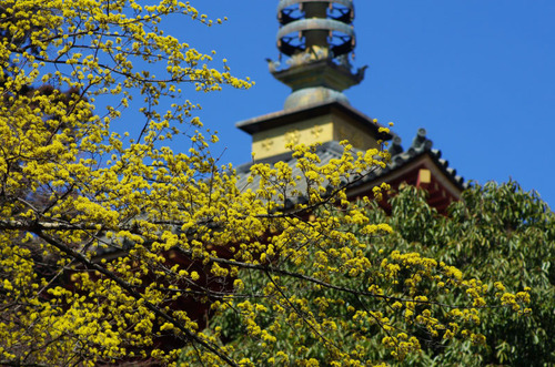 高幡不動尊201103-7