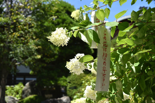 高幡不動尊201507-7