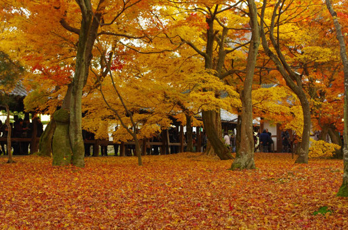 京都東福寺201211-10