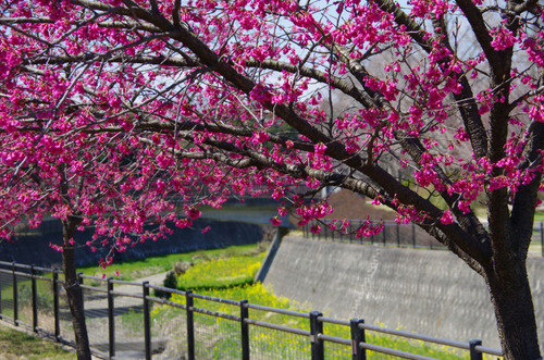 昭和記念公園201103-13