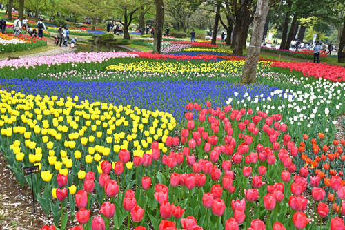 昭和記念公園201504-1