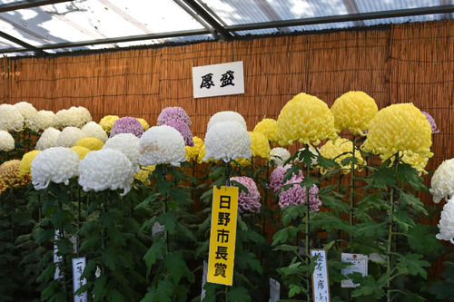 高幡不動尊201511-6