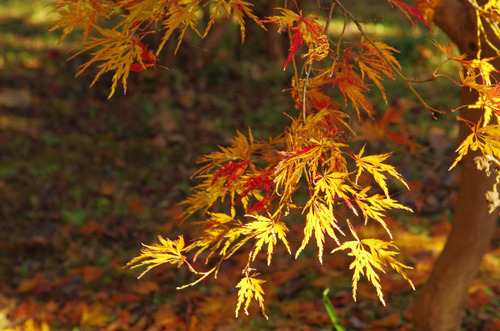 京王百草園201411-11