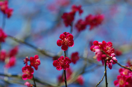 京王百草園201103-6