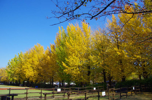 昭和記念公園201111-13