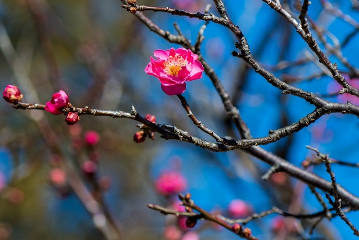 昭和記念公園201901