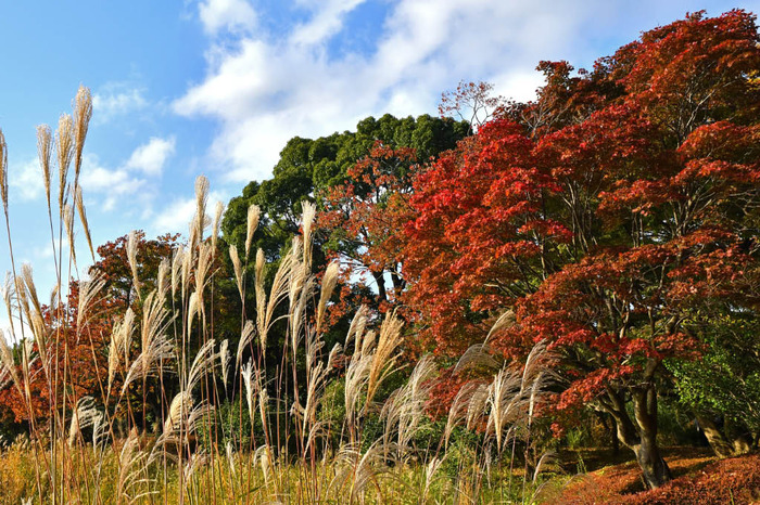 昭和記念公園201711
