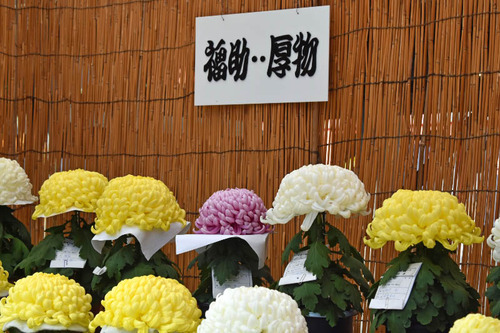高幡不動尊201511-19