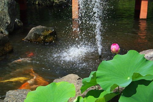 高幡不動尊20100828-8