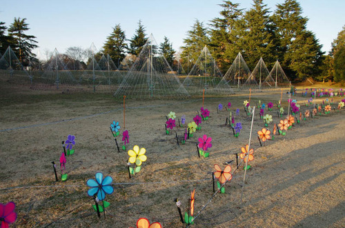 昭和記念公園201312−4