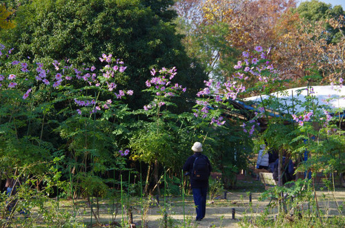 昭和記念公園201111-9
