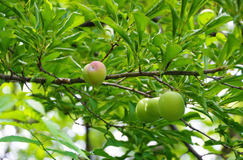 京王百草園201306-11