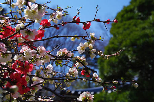 高幡不動尊20100327-5