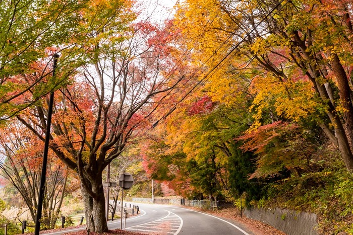 河口湖紅葉2018