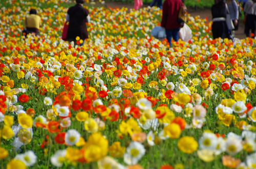 昭和記念公園201304-6