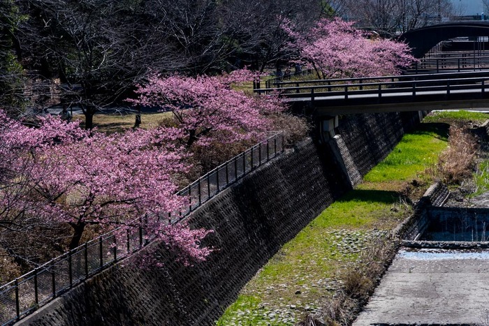 昭和記念公園201903