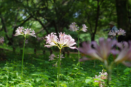 昭和記念公園201108-4