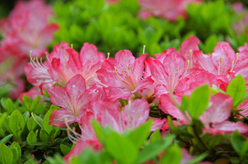 京王百草園201204-10
