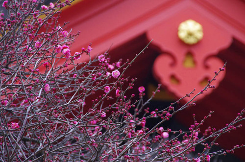 高幡不動20120226-8