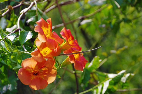 京王百草園201309-2