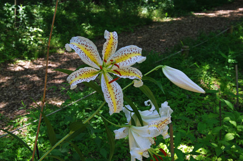 昭和記念公園201007-8