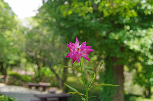 京王百草園201109-1