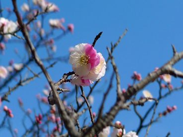 高幡不動尊梅おもいのまま-1