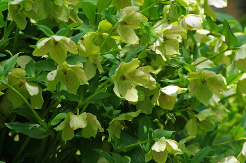 京王百草園201105-14