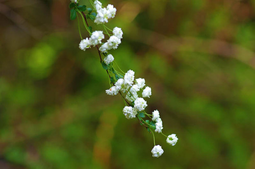 京王百草園201304-2