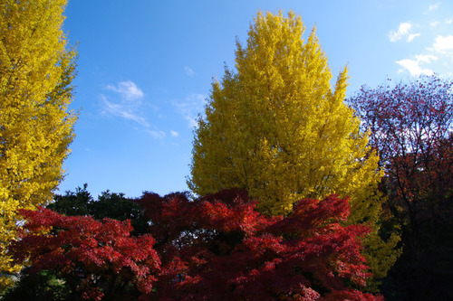 高幡不動尊201011-4