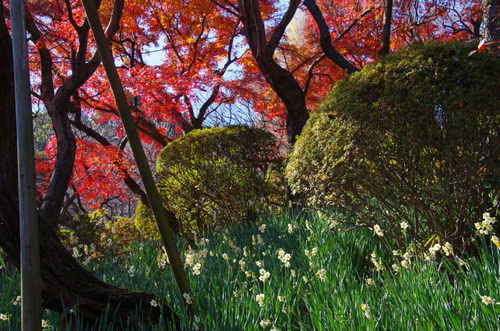 京王百草園201112-3