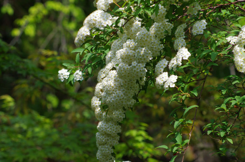 百草園201105-6