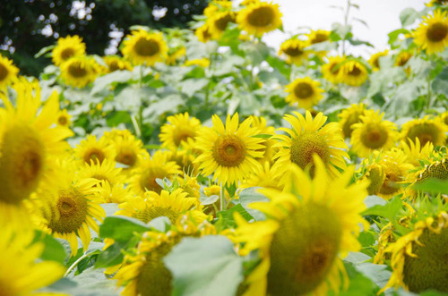 昭和記念公園201208-10