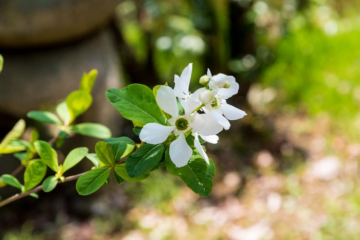 京王百草園201904