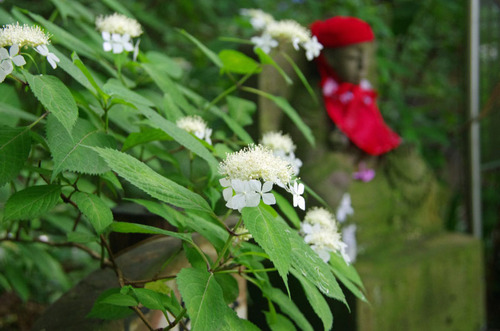 高幡不動尊あじさい祭り201106-5
