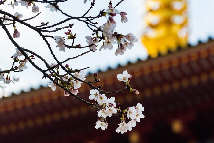 高幡不動尊201903