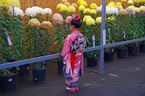 高幡不動201111-14