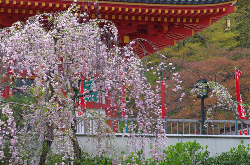 高幡不動201404-9