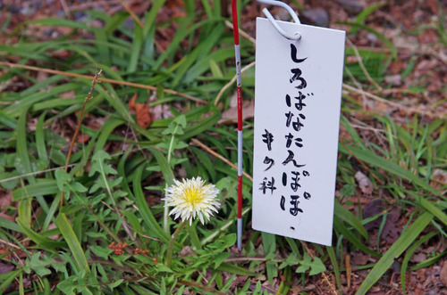 高幡不動201403-2
