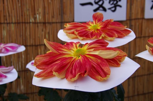 高幡不動201211-6