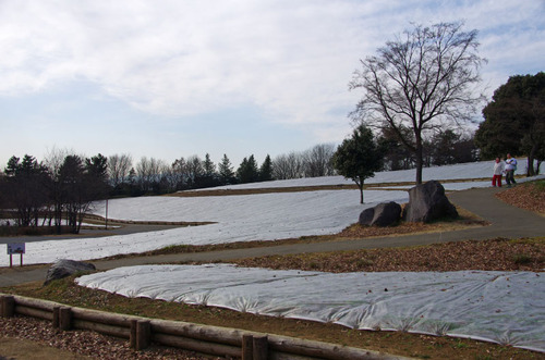 昭和記念公園201101-6