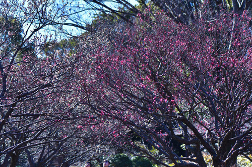 昭和記念公園 梅園