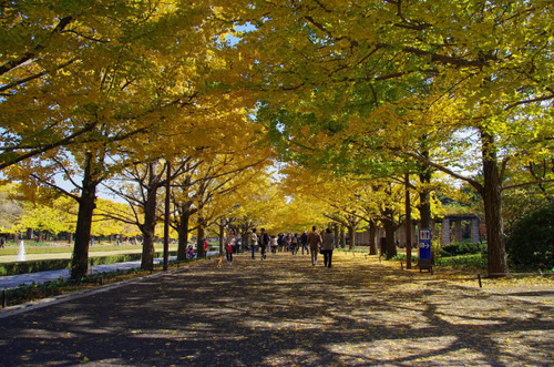 昭和記念公園201111-3