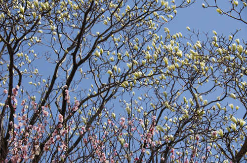 京王百草園201204-13