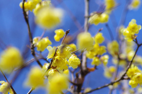 昭和記念公園201302-8