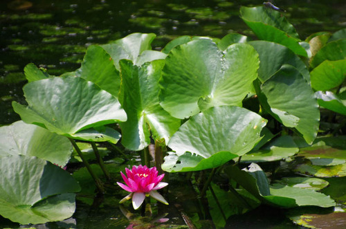 高幡不動201307-4