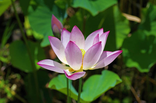 昭和記念公園201307-3