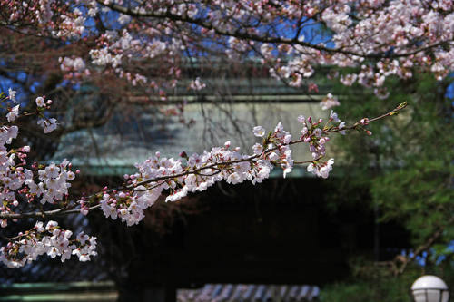 高幡不動尊20100327-2
