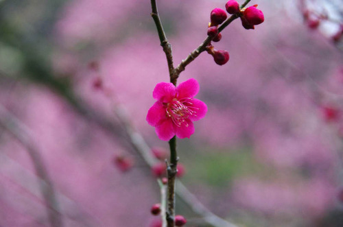 京王百草園201203-6