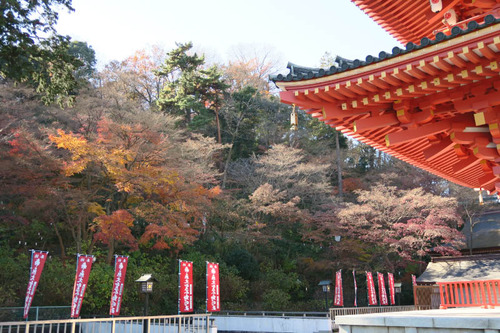高幡不動201412-9